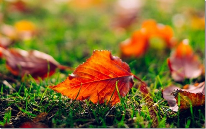 Autumn-Wallpaper-autumn-35867771-500-313