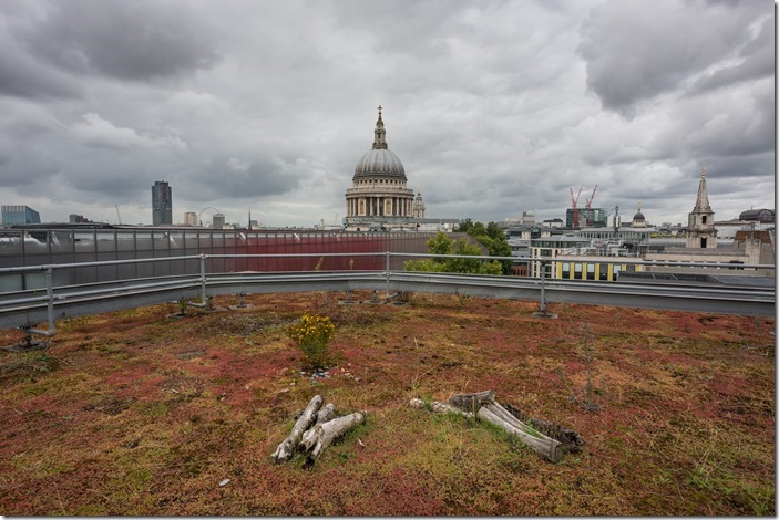 Eversheds Sutherland Vegetable Garden EC2 (St Paul's) © Diana Jarvis