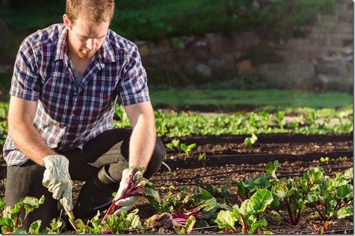 Farmer harvesting beetroot in the vegetable patch garden 
