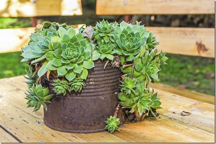 Old Coffee Tin Plant Pots