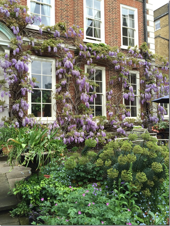 The Master's Garden EC4 (wisteria) © Open Garden Squares Weekend