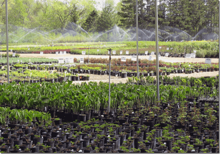Wholesale Plants