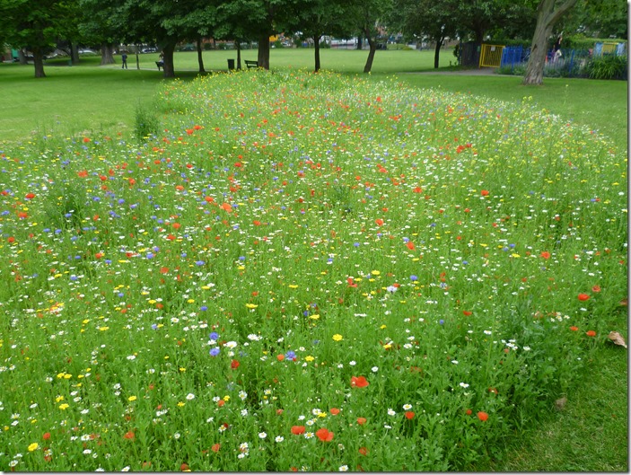 Wildflower_meadow_in_Manor_Park_(geograph_3015138) (1)