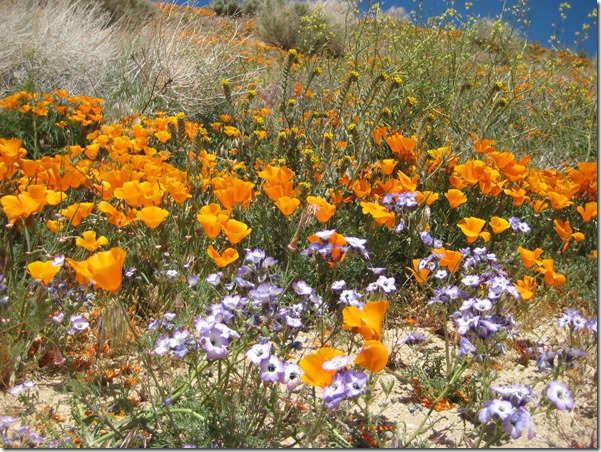 Design, Nature, grasses, natural, planting, Inspriation, wild, landscape, californian poppy