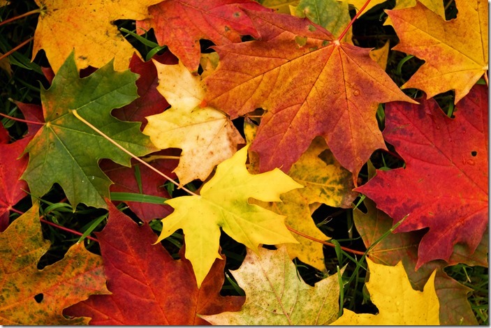 autumn-leaves-wallpaper-photo