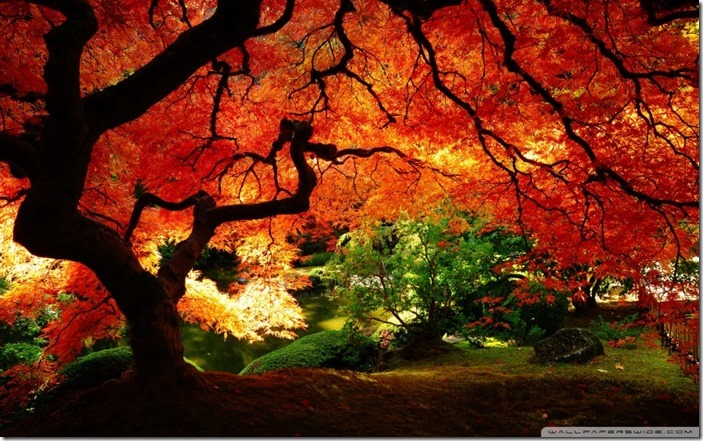 beautiful_autumn_2-wallpaper-960x600