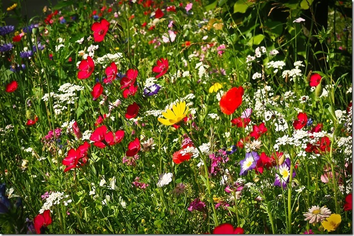 flower-meadow-1491703_960_720