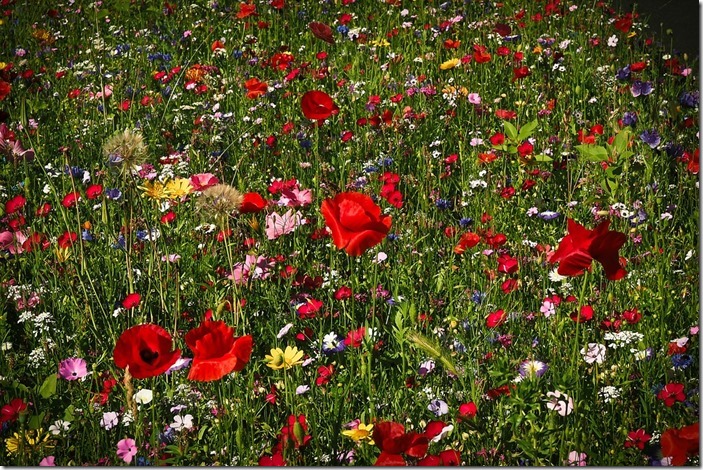 flower-meadow-1491706_960_720