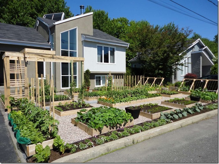 Front Garden Ideas: front lawn vegetable garden