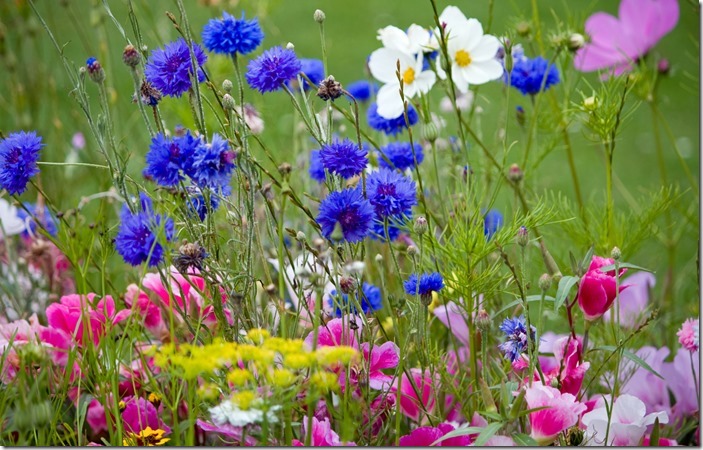 wild-flowers-in-meadow