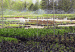 Wholesale Plants: A Garden Designers Guide